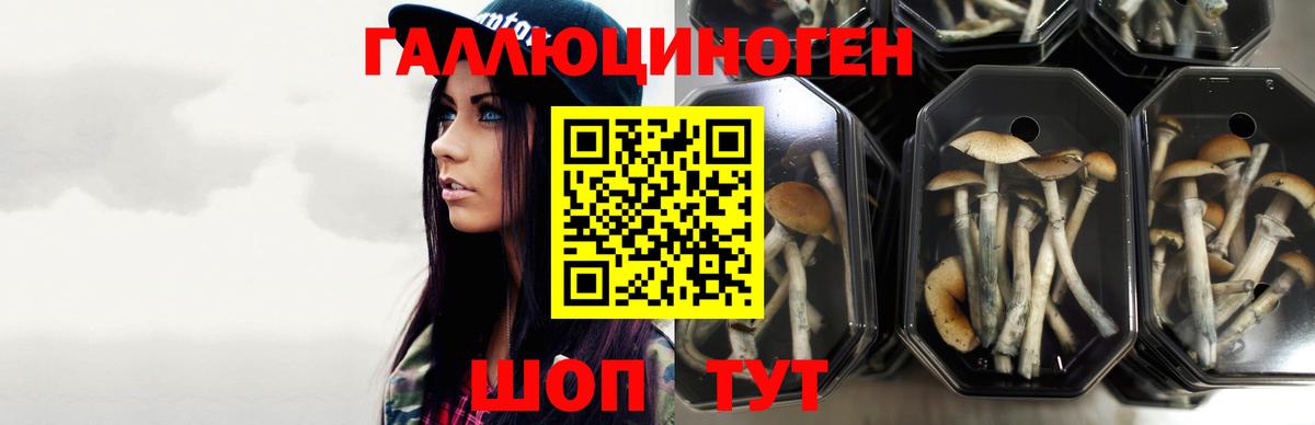 Галлюциногенные грибы Psilocybe  Вход с VPN  Нижний Тагил 
